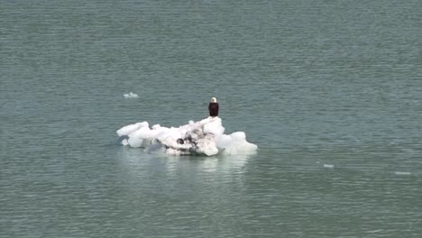 bold eagle resting on a small iceberg in glacier bay national park and preserve, alaska