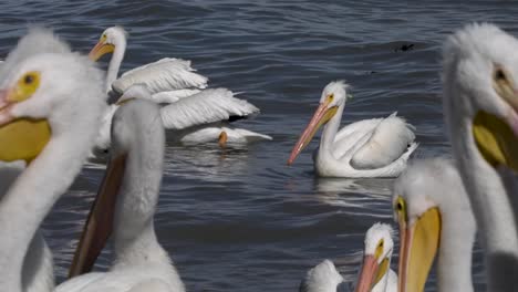 pelicans living, flying and swimming at the small town of petatan ,mexico by the chapala lake