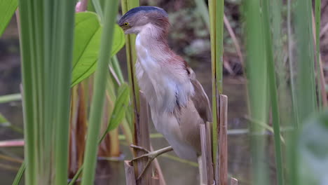 A-Yellow-Bittern-Bird-clinging-on-freshwater-reeds-and-preening-itself---Close-up