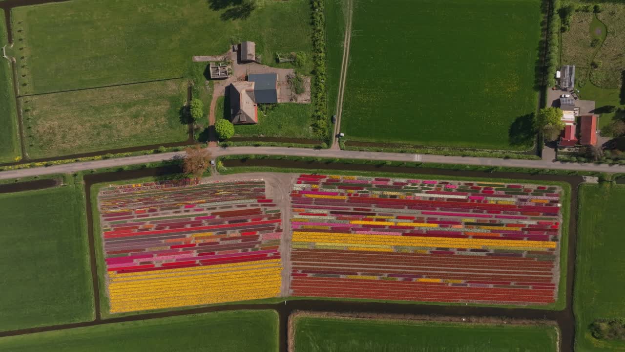 Vista aerea di un giardino espositivo di tulipani con disegni floreali, Paesi Bassi