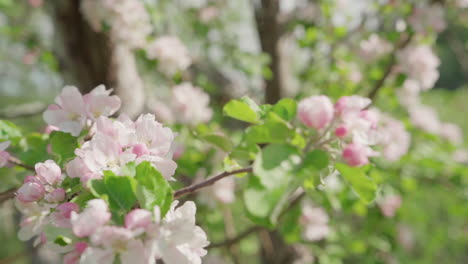 apple blossoms during spring, in slow motion