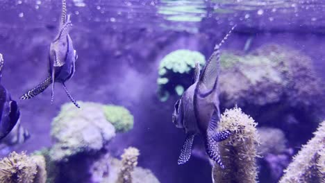 Group-of-Banggai-cardinalfish-fish-at-water-surface-with-underwater-plants