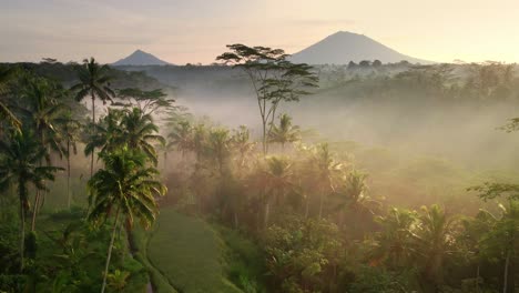 aerial shot revealing majestic volcano mount agung with palm trees and rice field at the foreground