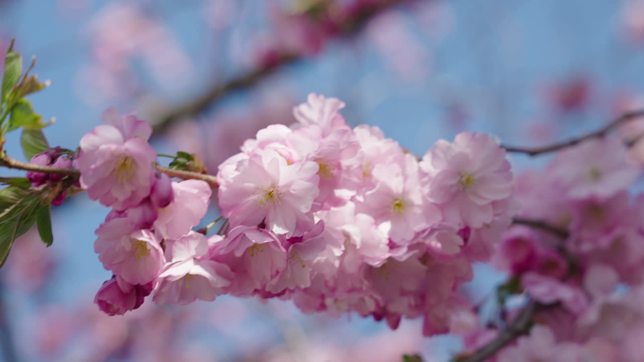 Primer plano de flores de cerezo en Estocolmo