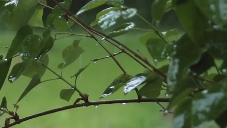 Gotas-De-Lluvia-Golpeando-Hojas-De-Lila-Durante-El-Día-Lluvioso