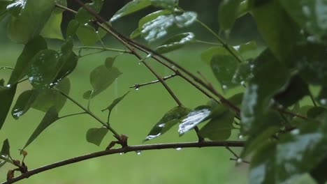 Rain drops hitting lilac leaves during rainy day