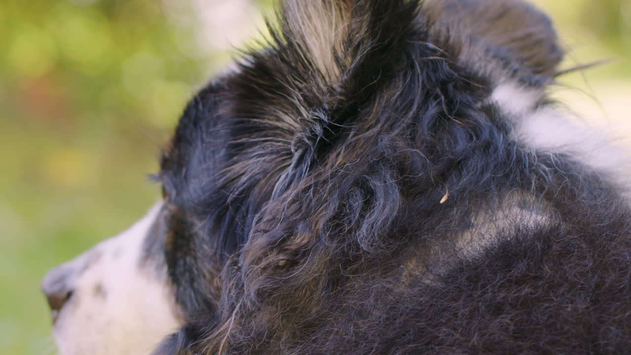 뒤에서 개를 지켜보는 것