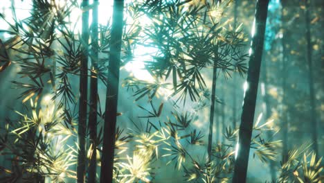 asian bamboo forest with sunlight