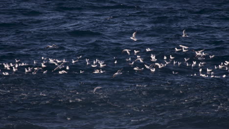 a large school australian salmon attack smaller baitfish from below the water surface while flocks of sea gulls attack from the skies above