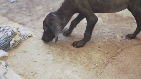 slow motion 120fps - skinny puppy searches the ground for food in the dog shelter