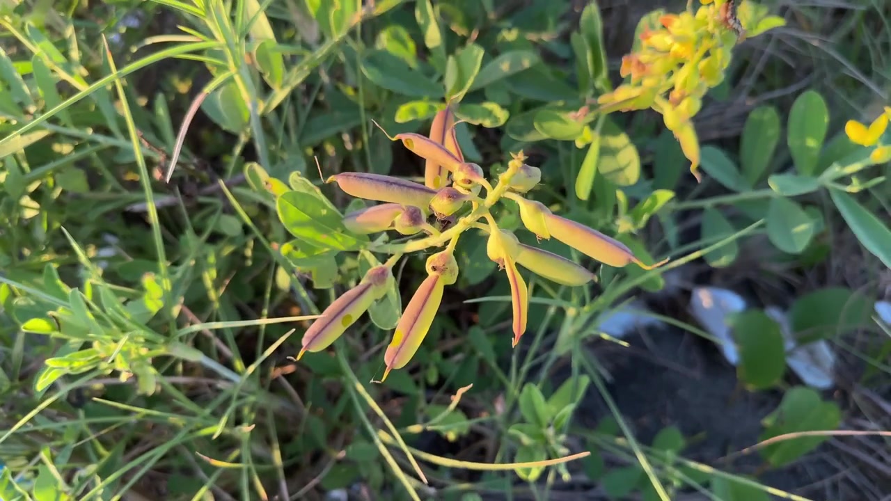 Primo piano di pianta verde con baccelli di semi in formazione