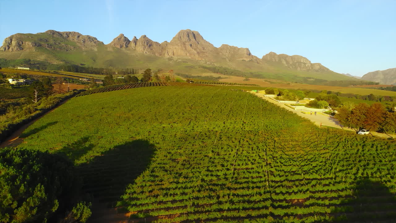 Vineyard landscape with mountains