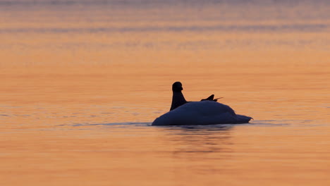 swan and seagull calmly float together on golden sunrise waters in peaceful silhouette