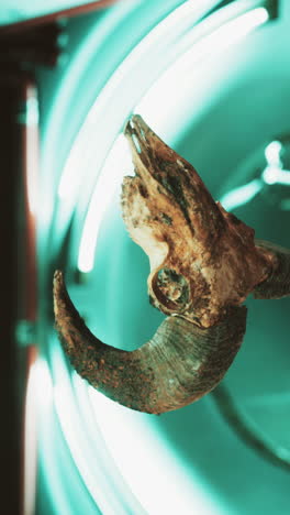 close up of a bighorn sheep skull hanging under a neon light