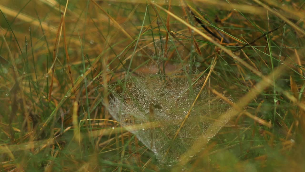 telaraña atrapada cubierta de rocío matutino, colocada en un prado entre tallos, día brumoso en un prado de otoño, tiro cerrado moviéndose lentamente en un viento tranquilo
