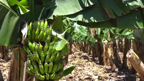 banana plantation