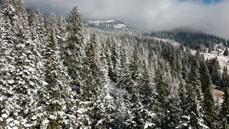 Plano-General-De-Pinos,-Abetos-Y-Abetos-Cubiertos-De-Nieve-En-Un-Día-Parcialmente-Nublado-En-Una-Colina-En-Invierno-En-El-Valle-De-Nicola-Cerca-De-Merritt,-Bc-Canadá