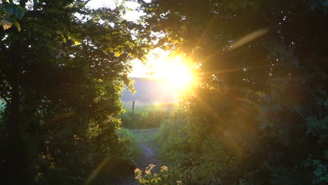 Puesta-De-Sol-En-Cámara-Lenta-Brillando-A-Través-De-Un-Claro-En-Los-árboles-Con-Insectos-En-El-Aire-En-Verano