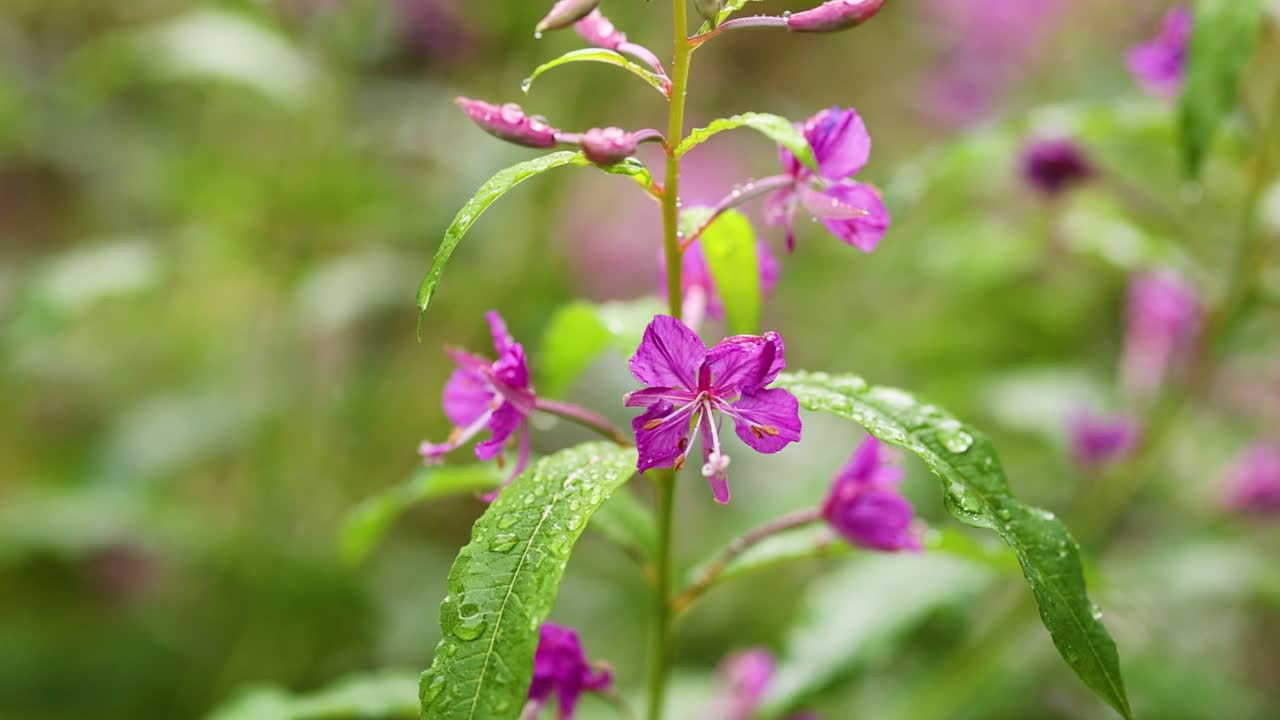 primer plano de una flor en el bosque lluvioso