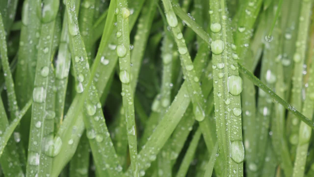 잔디 위에 이슬방울이