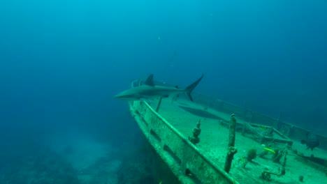 gray shark on a shipwreck