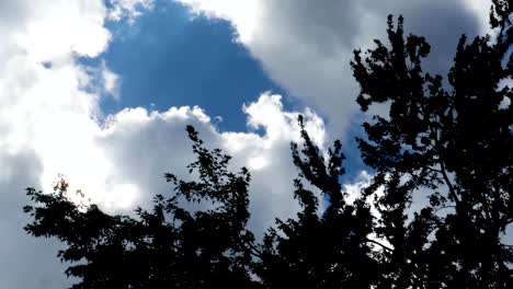 silueta de las ramas que soplan por encima de la cabeza de un árbol de arce contra el cielo oscurecido de una tormenta que se aproxima
