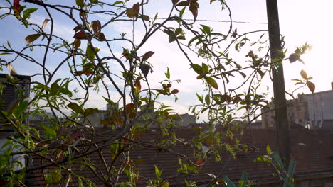 Pan-view-from-the-house-balcony-through-plants