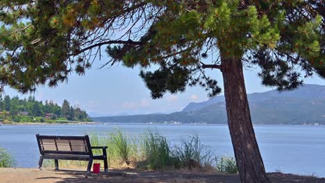 Forest Trails and Scenic Hikes: Exploring Campbell River&#039;s Natural Wonders