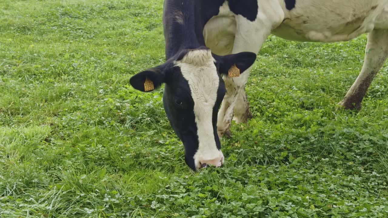 Close-up shot of a black and white cow grazing in a green field on a foggy day
