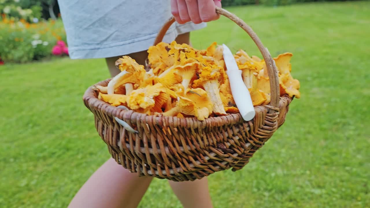 Woman walking with basket of chanterelle mushrooms in slow motion summer scene
