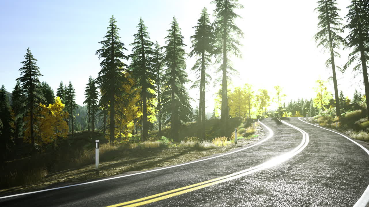 Scenic winding road surrounded by pine trees and bright sunlight