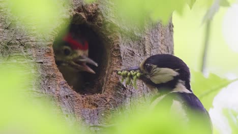 female great spotted woodpecker bringing insect larvae in beak to feed its young