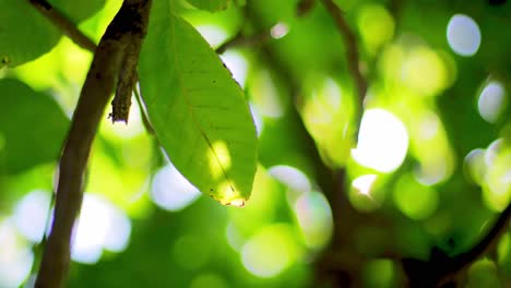 toma panorámica de 4k de hojas verdes en un árbol con un enfoque en una rama en un día soleado de verano