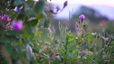 Eine-Rose-Hat-Noch-Nicht-Geblüht