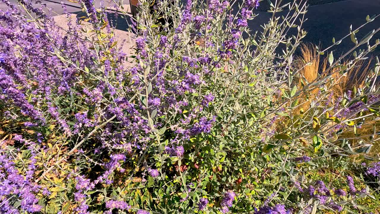 자연 환경 에서 다채로운 꽃 과 잎자루