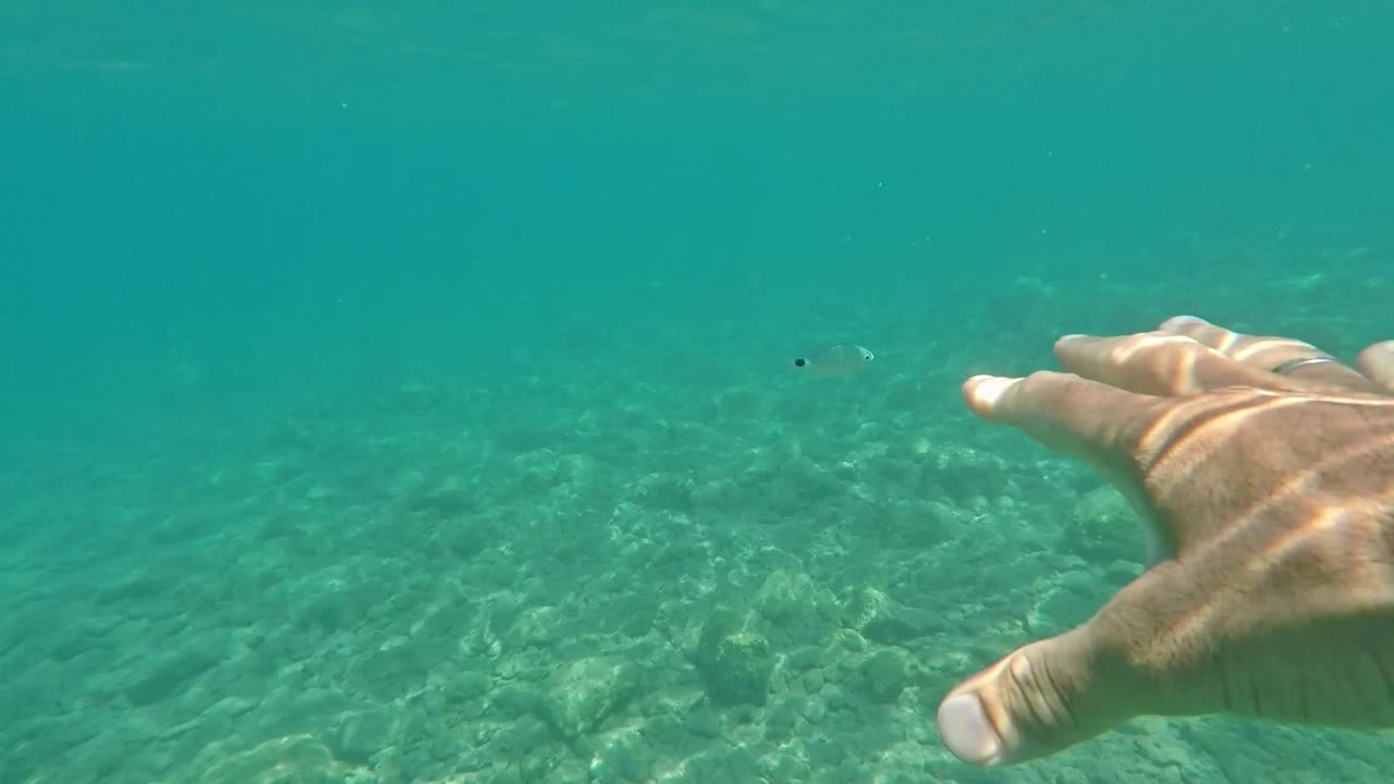 수중 영상, 인간 근처를 지나가는 물고기, 물고기를 잡으려고 손을 뻗는 동안 60fps