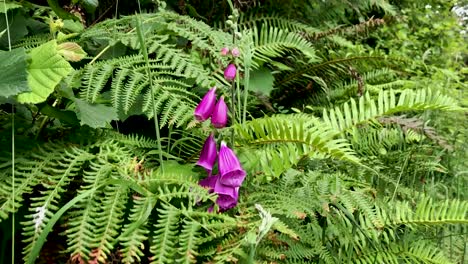 Dedalera-Morada-Rodeada-De-Helechos