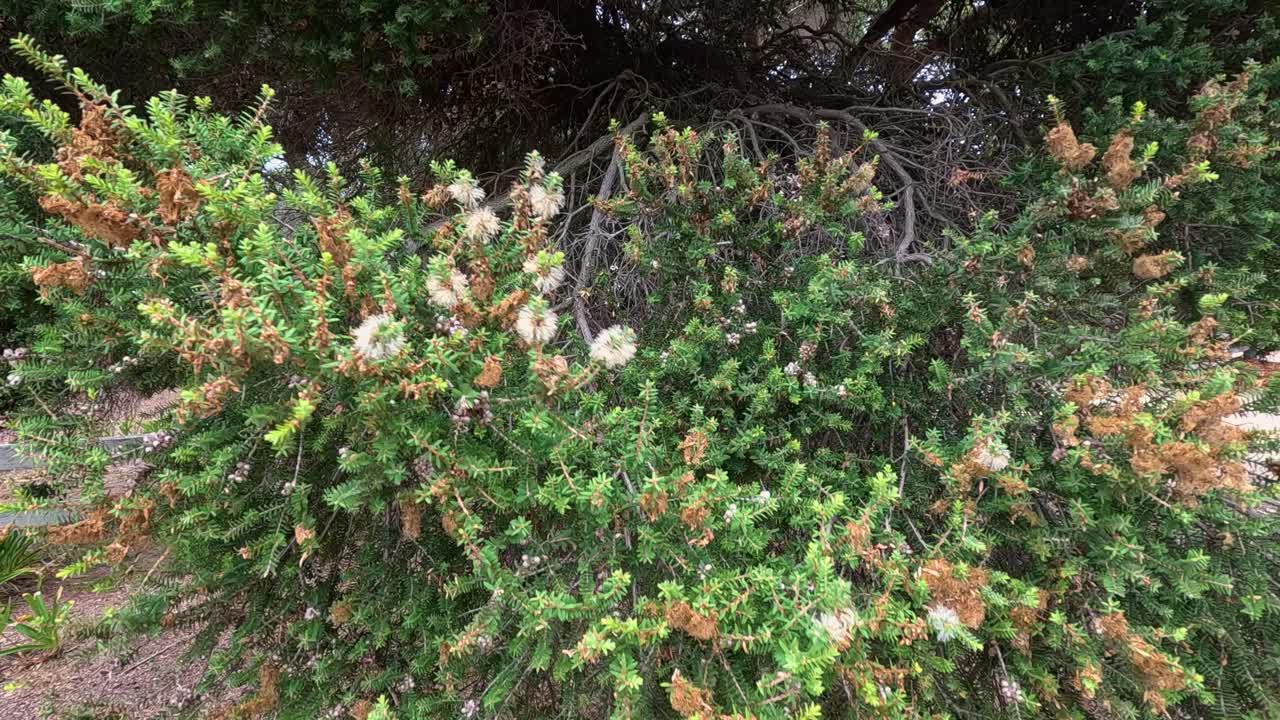 A dense coastal shrub with white flowers moves rhythmically in strong wind, captured in natural daylight with a steady, static camera angle