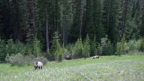 madre parda con 3 cachorros caminando y comiendo en las rocosas en un día soleado.