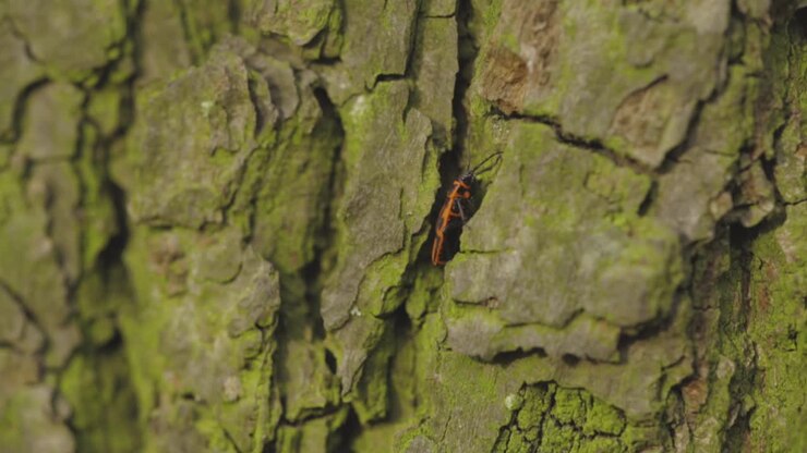 Una singola pirocora europea che si arrampica su un tronco d'albero muschioso