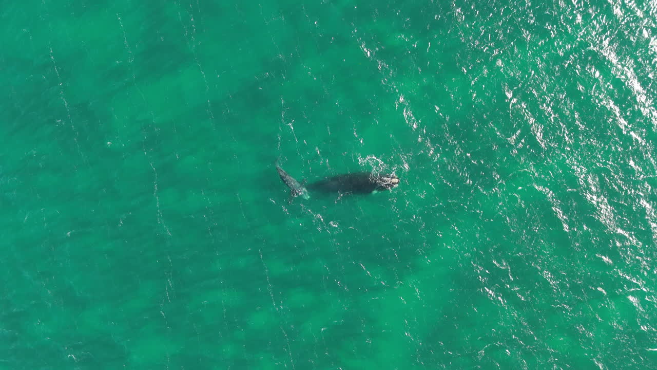 Top down view of whales, big fish in the ocean, sea, swimming in the green water, animal wildlife, copy space