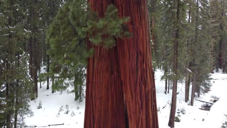 riesenmammutbaum, der über einem schneebedeckten wald thront