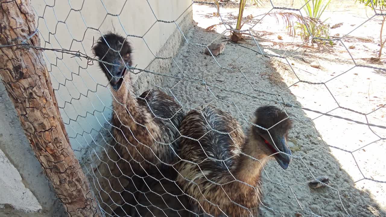 These birds are called rhea