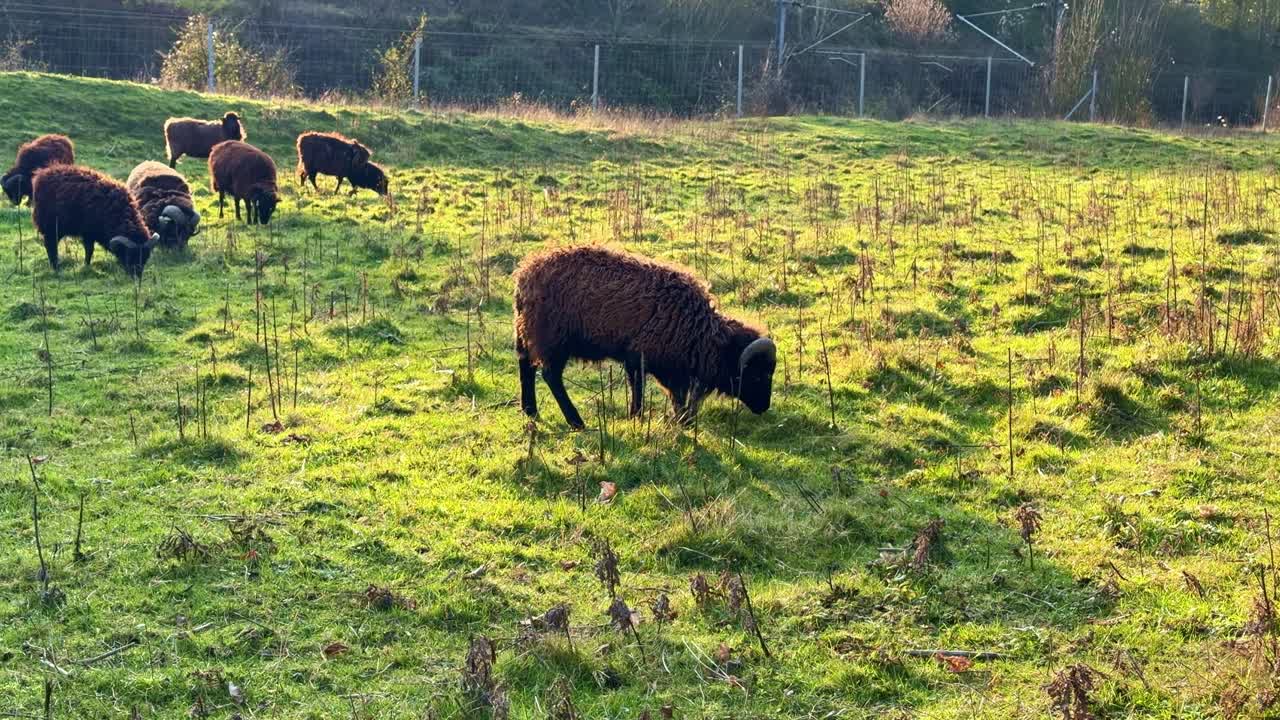 Pecora Ouessant Ovis aries al pascolo su un prato soleggiato con erba verde e steli invernali secchi, che mostra una razza primitiva nera resistente in un tranquillo paesaggio rurale