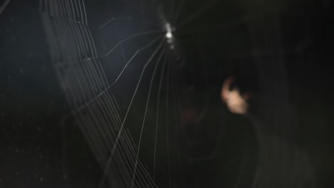 blurry image of a spider building an orb-web in a black background