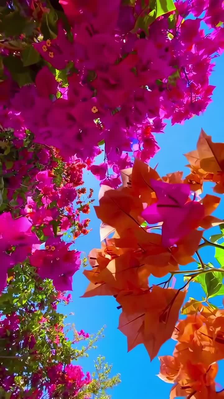 Fiori vivaci contro un cielo blu, ripresi dal basso. Perfetto per un video sulla natura. Live.