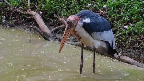 greater adjutant, leptoptilos dubius, buriram, thailand