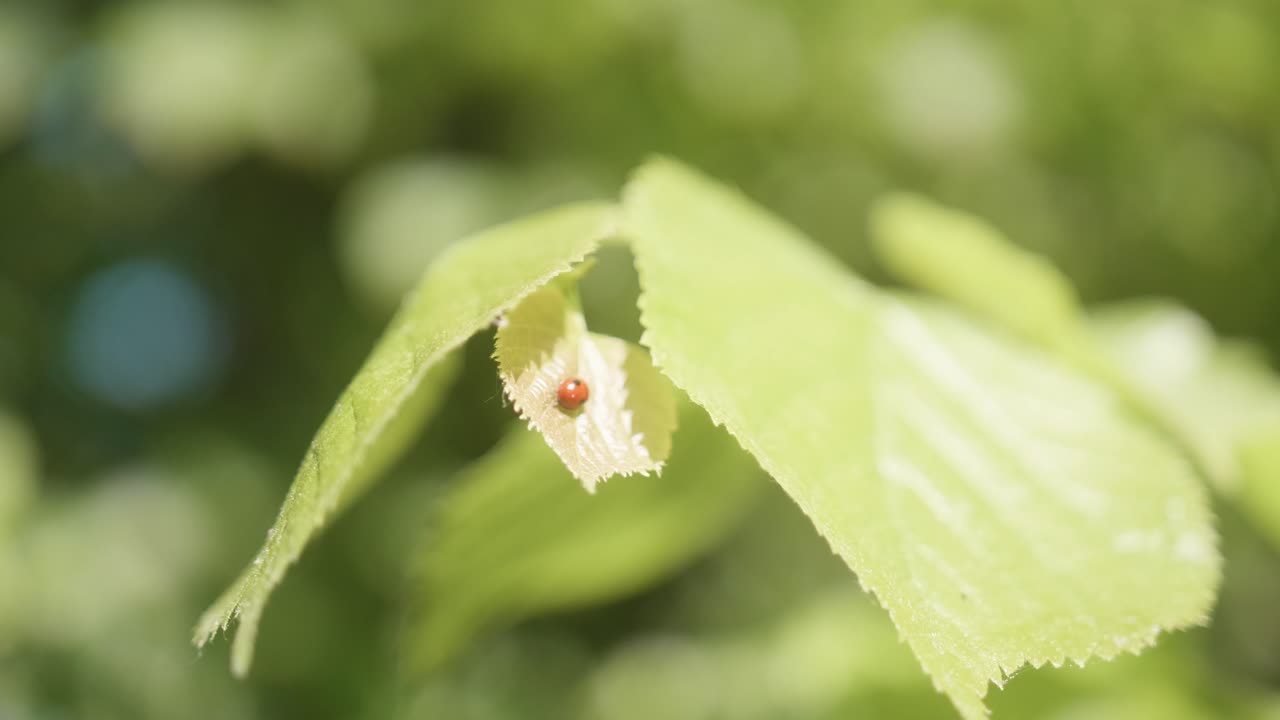 Ladybug on a linden leaf. Close-up. 4K video