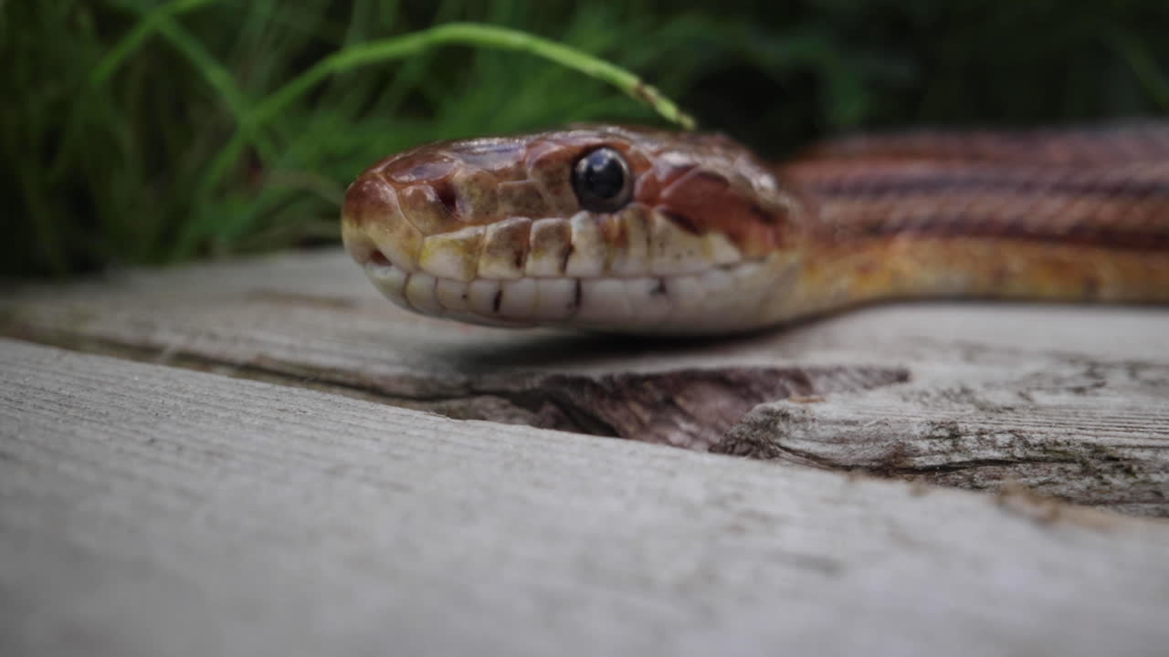 Corn snake close up macro on a wooden deck