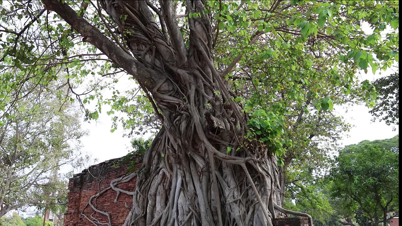 el lapso de tiempo de un árbol que crece sobre las ruinas